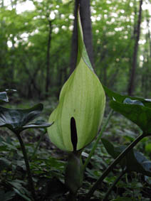 Arum maculatum